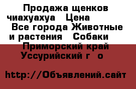 Продажа щенков чиахуахуа › Цена ­ 12 000 - Все города Животные и растения » Собаки   . Приморский край,Уссурийский г. о. 